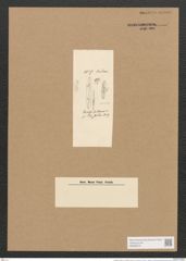 Berkeleya rutilans var. drillwynii (Ag.) Grun. (de-Toni-Nr.: Genus 21, Species 1218) Zeichnungen Sammlung Grunow (NHMW-BOT-W0369479)